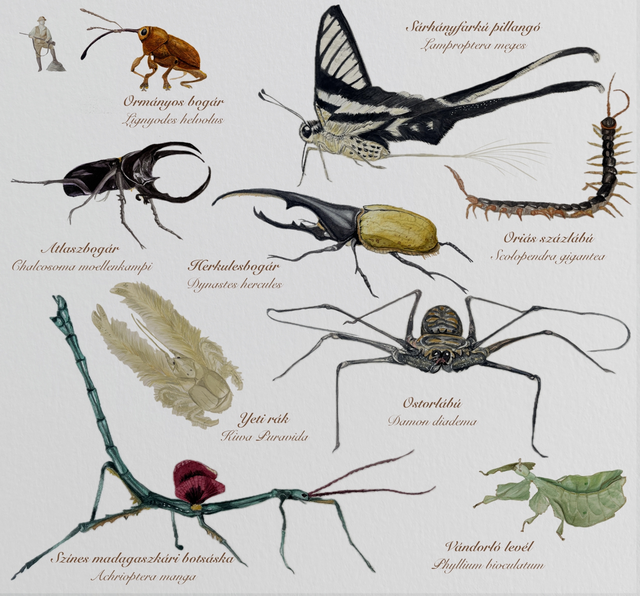 Arthropodóm karakterek